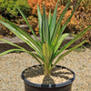 Color Guard Yucca - Yucca filamentosa ‘Color Guard’