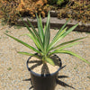 Color Guard Yucca - Yucca filamentosa ‘Color Guard’