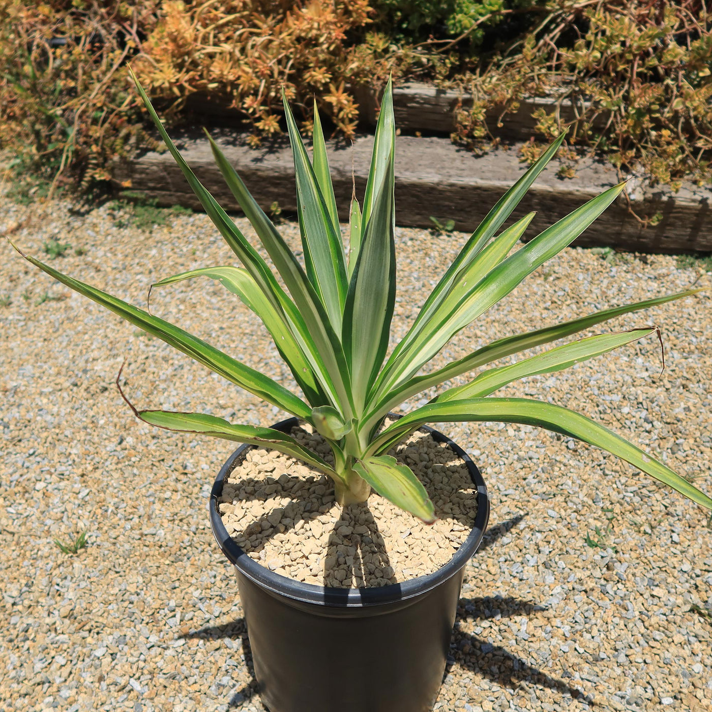 potted yucca plant outdoors Shop 'Color Guard Yucca' Care and Growing Guide