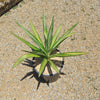 Color Guard Yucca - Yucca filamentosa ‘Color Guard’