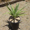 Color Guard Yucca - Yucca filamentosa ‘Color Guard’