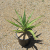 Color Guard Yucca - Yucca filamentosa ‘Color Guard’