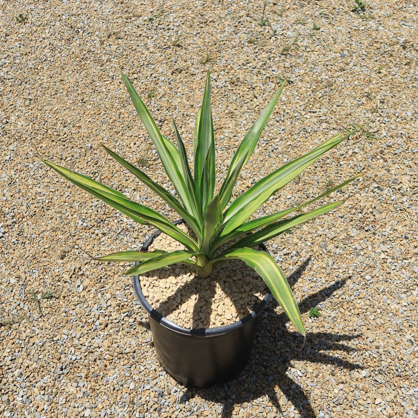 can yucca grow in shade Shop 'Color Guard Yucca' Care and Growing Guide