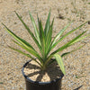 Color Guard Yucca - Yucca filamentosa ‘Color Guard’