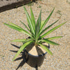 Color Guard Yucca - Yucca filamentosa ‘Color Guard’