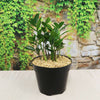 ZZ Plant ‘Zamioculcas zamiifolia’