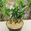 ZZ Plant ‘Zamioculcas zamiifolia’
