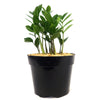 ZZ Plant ‘Zamioculcas zamiifolia’