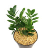ZZ Plant ‘Zamioculcas zamiifolia’