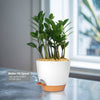 ZZ Plant ‘Zamioculcas zamiifolia’
