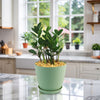 ZZ Plant ‘Zamioculcas zamiifolia’