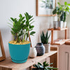 ZZ Plant ‘Zamioculcas zamiifolia’