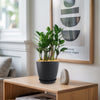 ZZ Plant ‘Zamioculcas zamiifolia’