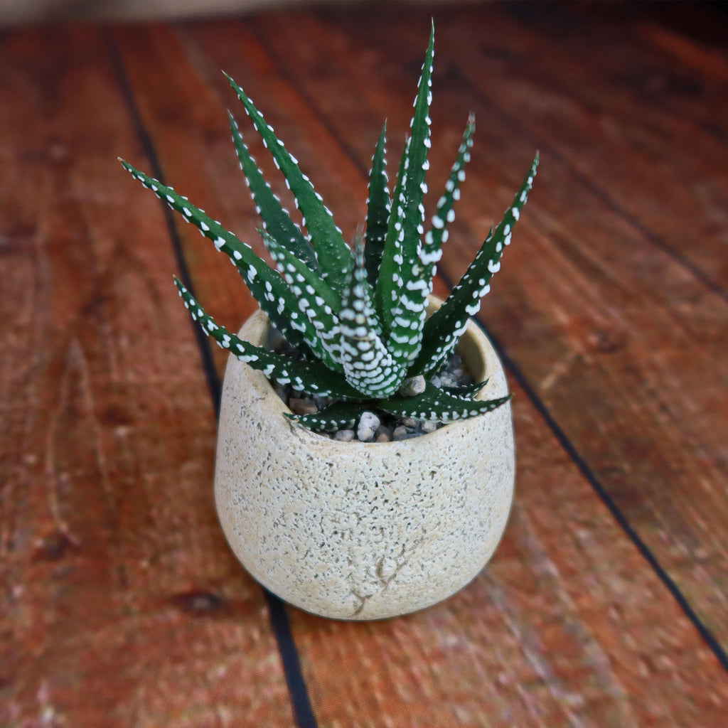 Zebra Plant ‘Haworthia fasciata’ with Brown & Tan Rock Pot