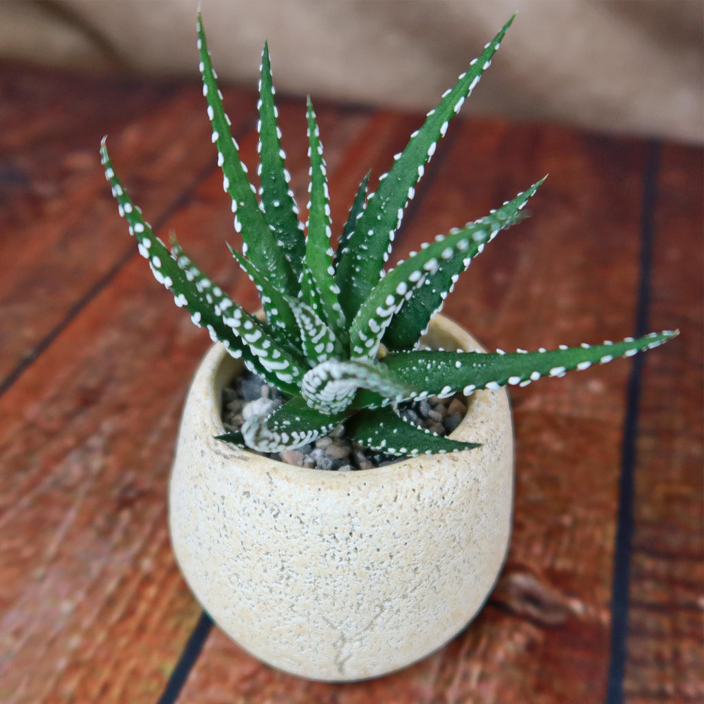 Zebra Plant ‘Haworthia fasciata’ with Brown & Tan Rock Pot