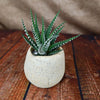 Zebra Plant ‘Haworthia fasciata’ with Brown & Tan Rock Pot