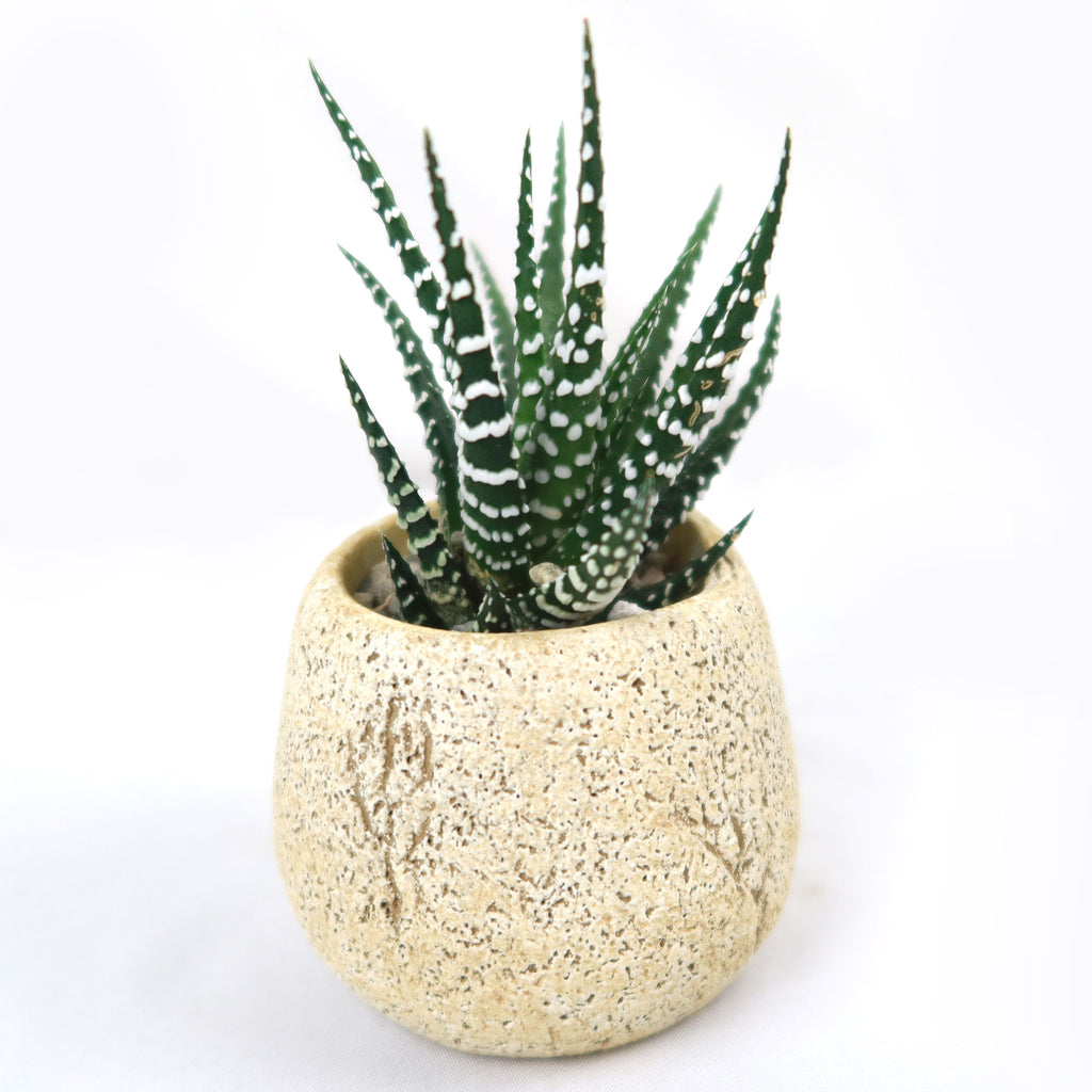 Zebra Plant ‘Haworthia fasciata’ with Brown & Tan Rock Pot