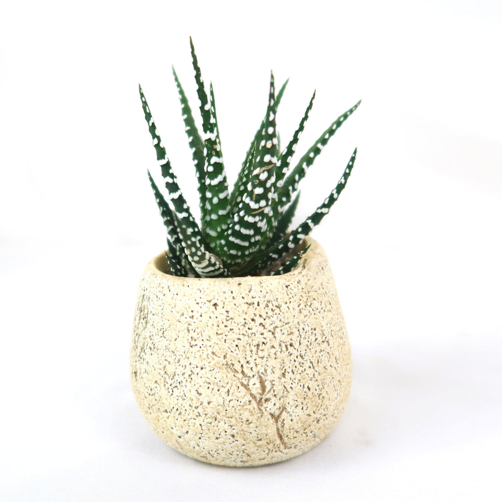 Zebra Plant ‘Haworthia fasciata’ with Brown & Tan Rock Pot