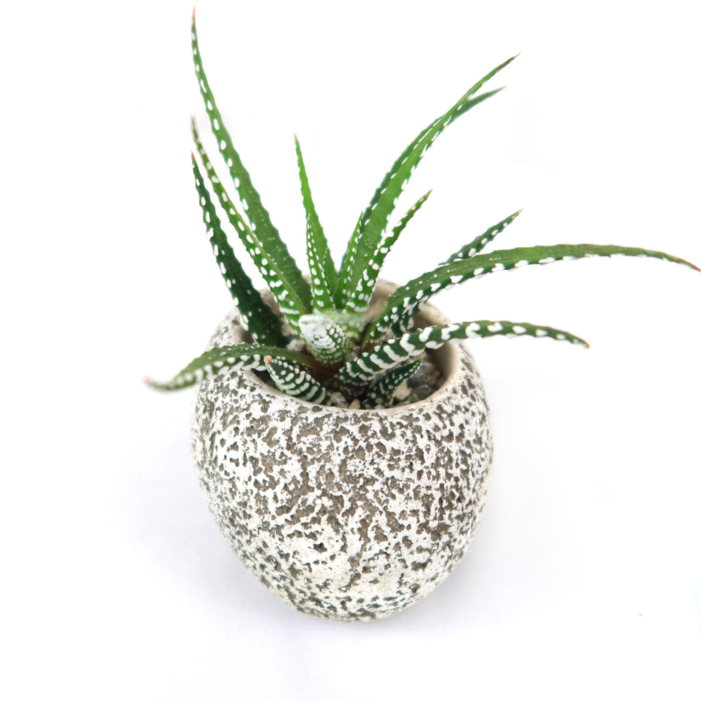 Zebra Plant ‘Haworthia fasciata’ with Brown & Tan Rock Pot