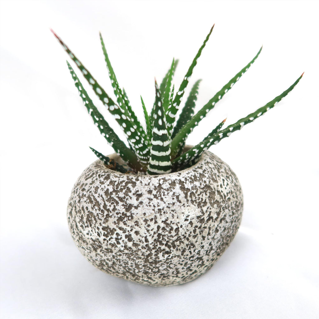 Zebra Plant ‘Haworthia fasciata’ with Brown & Tan Rock Pot