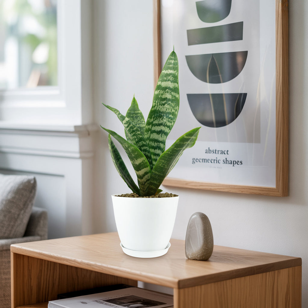 The Zeylanica Snake Plant &