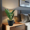 A low-maintenance Zeylanica Snake Plant in a black pot sits on a wooden nightstand near a bed, lit by a table lamp with art behind.