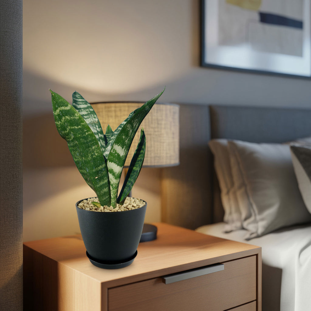 A low-maintenance Zeylanica Snake Plant in a black pot sits on a wooden nightstand near a bed, lit by a table lamp with art behind.