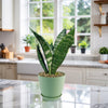The Zeylanica Snake Plant &