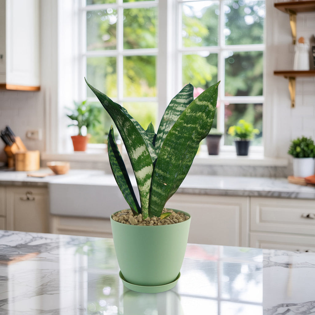 The Zeylanica Snake Plant &