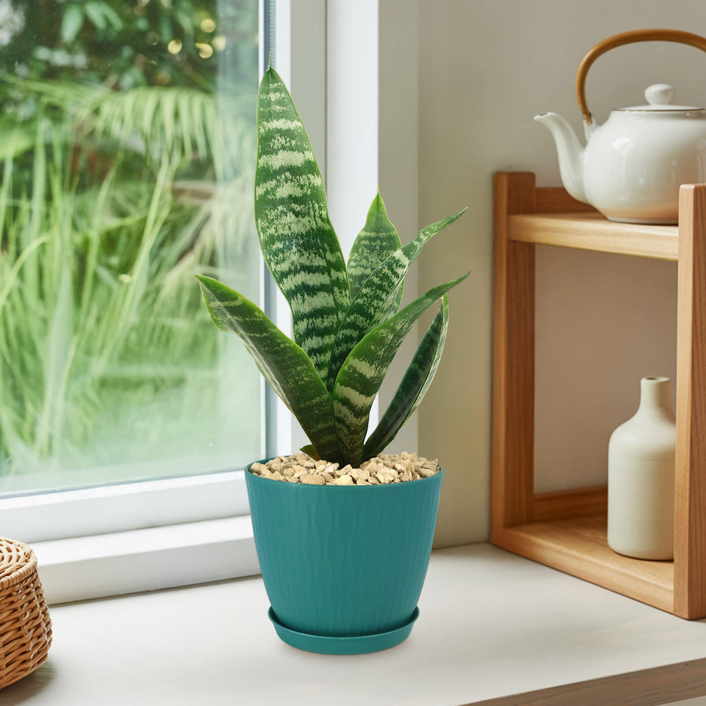 Sansevieria zeylanica snake plant in a blue pot on a windowsill next to a white teapot and vase, greenery visible outside.