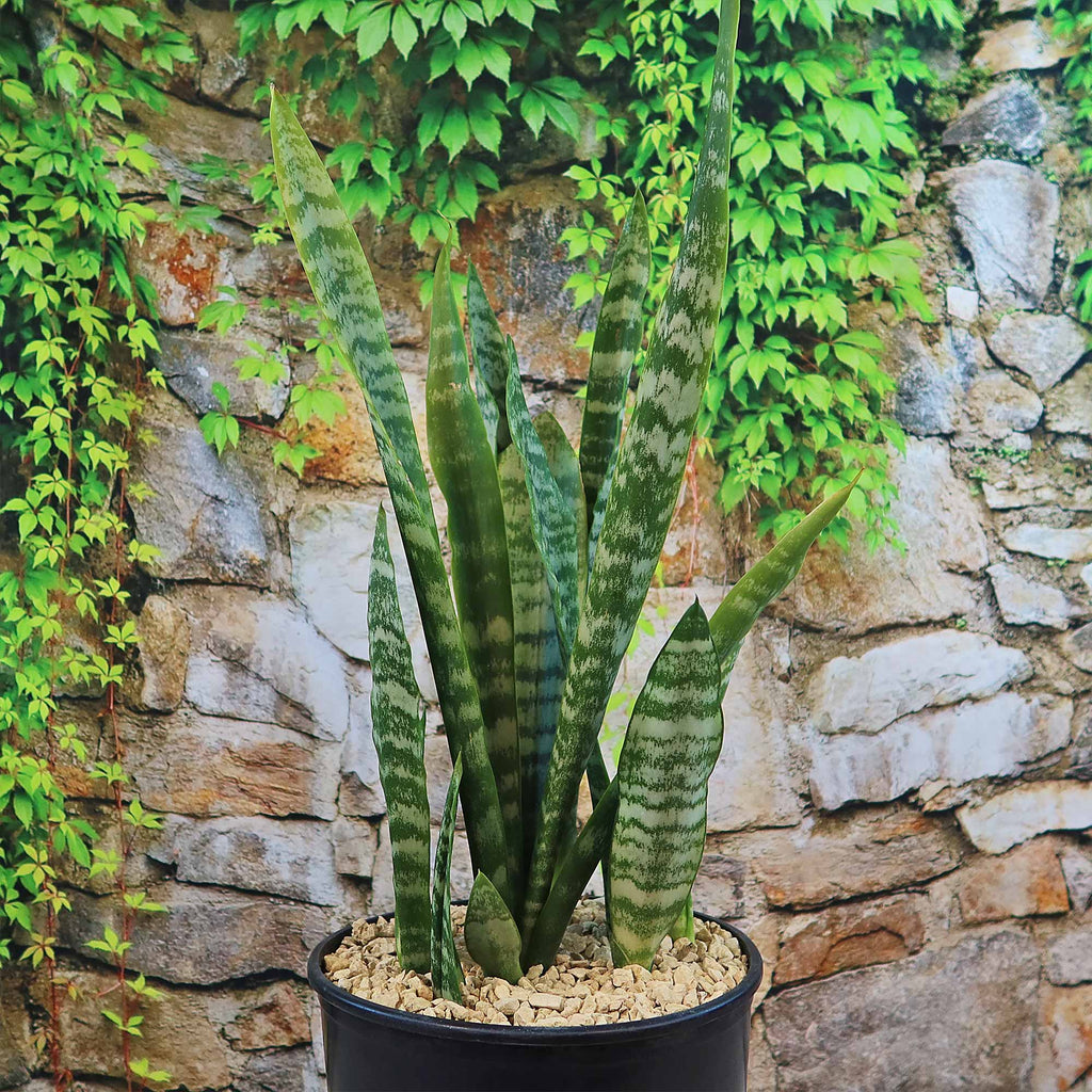 Zeylanica Snake Plant &