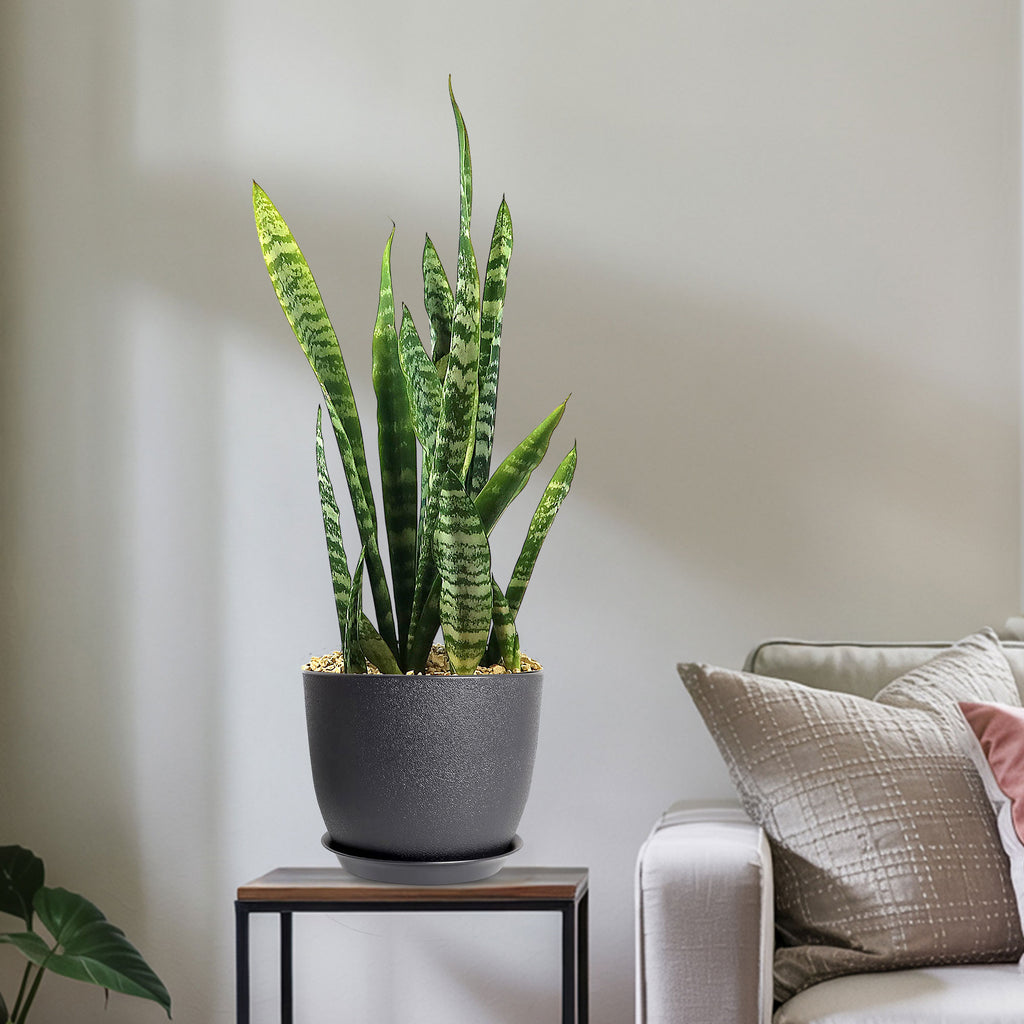 Sansevieria zeylanica snake plant in a gray pot sits on a wooden table next to a white couch with beige and patterned pillows.