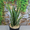 Zeylanica Snake Plant &