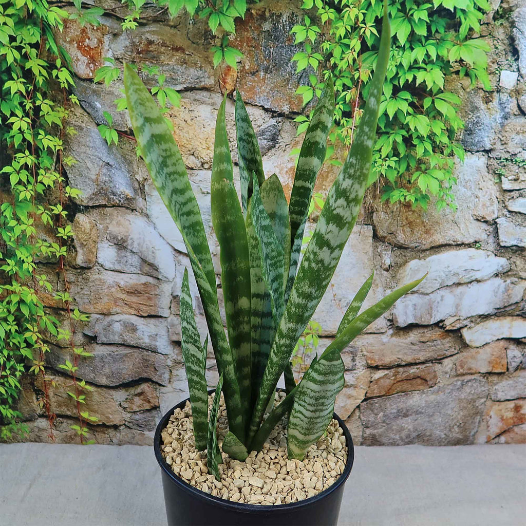 Zeylanica Snake Plant &