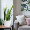 A Zeylanica Snake Plant in a pot on a wooden table adds greenery beside a beige sofa with pillows, under botanical art in a bright room.