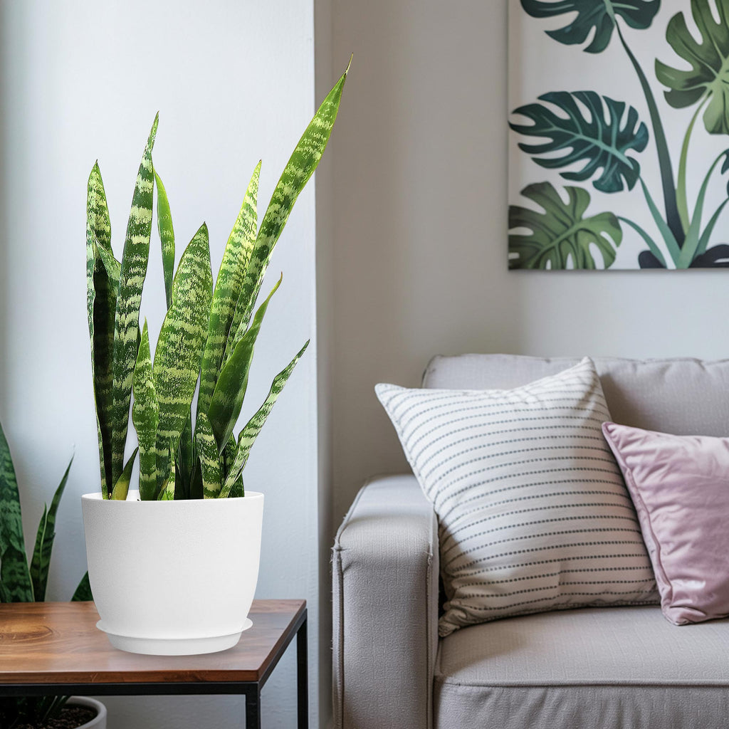 A Zeylanica Snake Plant in a pot on a wooden table adds greenery beside a beige sofa with pillows, under botanical art in a bright room.