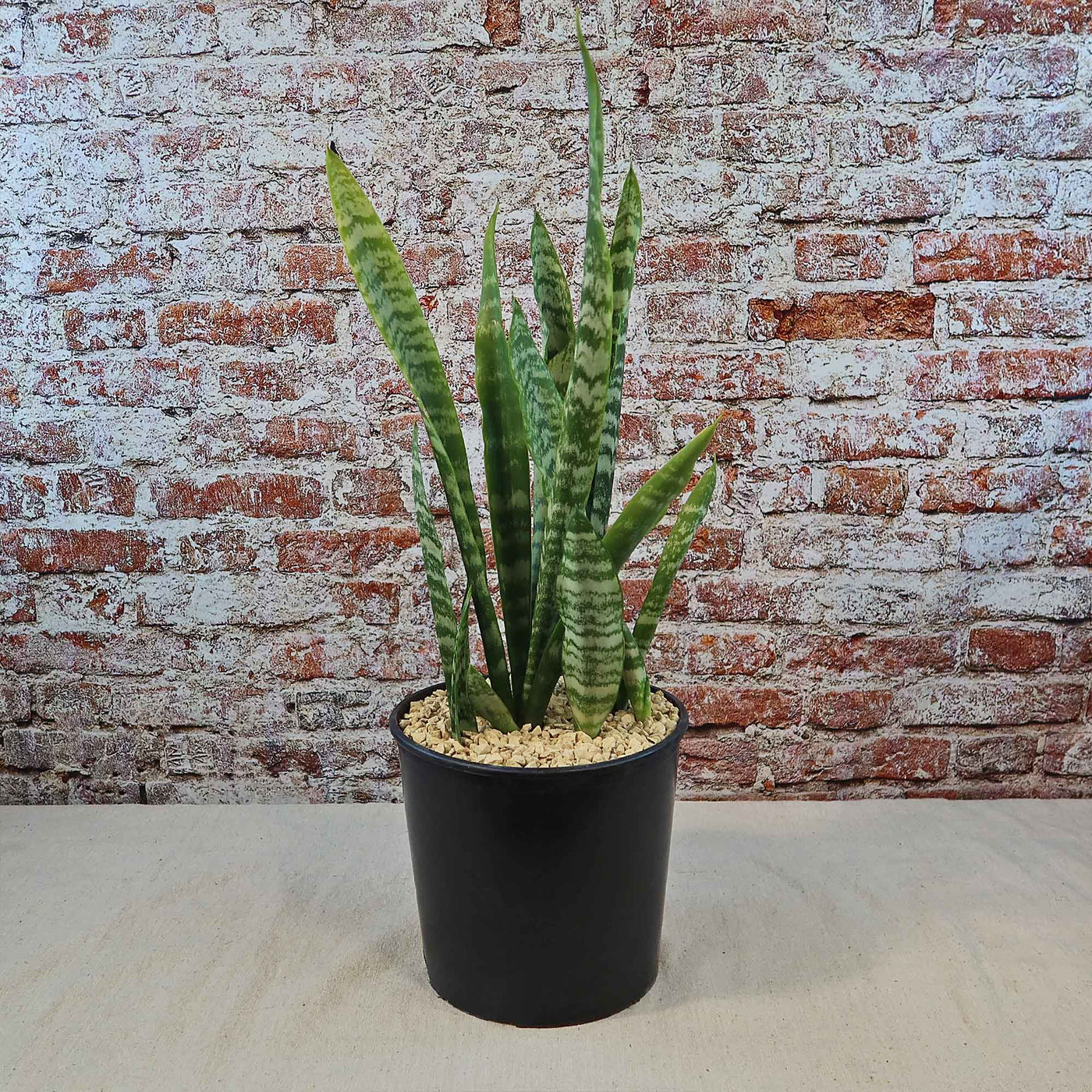 Zeylanica Snake Plant 'Sansevieria zeylanica'