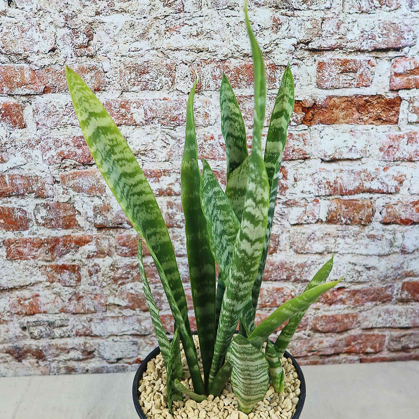 Zeylanica Snake Plant 'Sansevieria zeylanica'