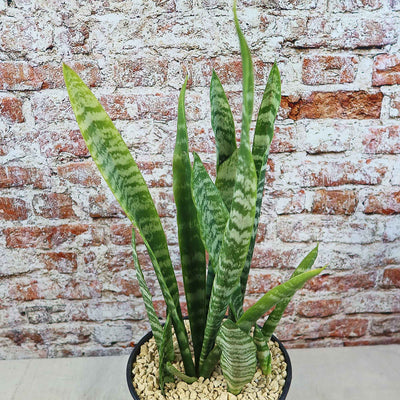 Zeylanica Snake Plant 'Sansevieria zeylanica'