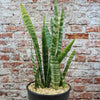 Zeylanica Snake Plant &