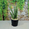 Zeylanica Snake Plant &