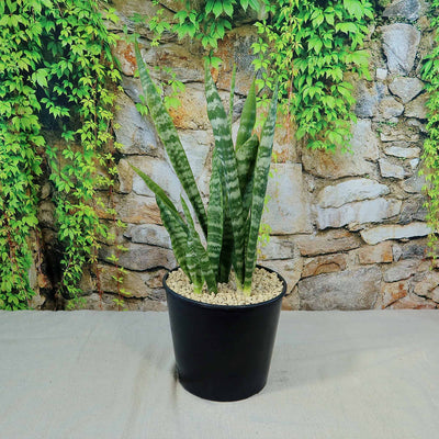 Zeylanica Snake Plant 'Sansevieria zeylanica'