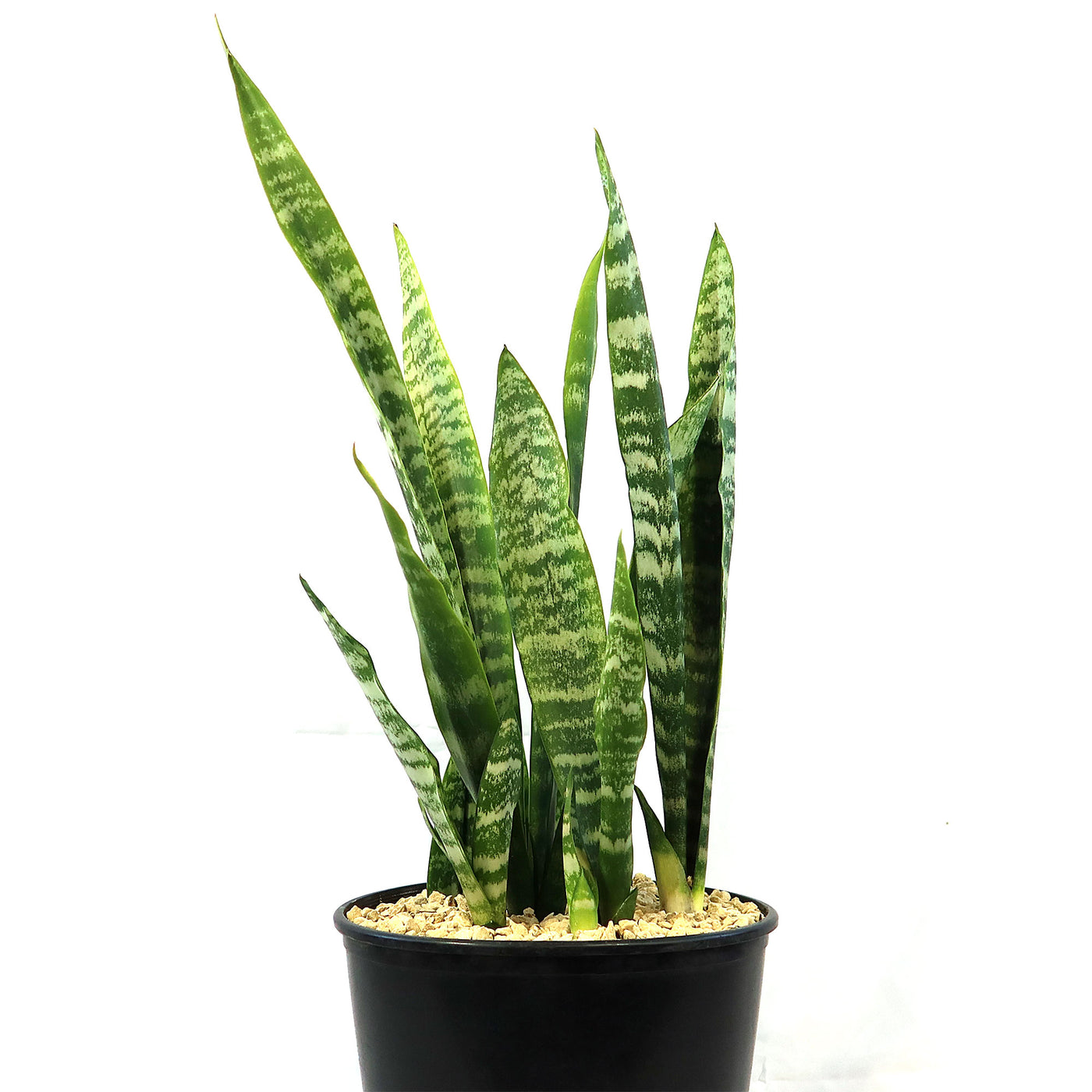 snake plant in german Zeylanica Snake Plant 'Sansevieria zeylanica'