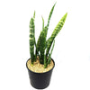 Zeylanica Snake Plant &