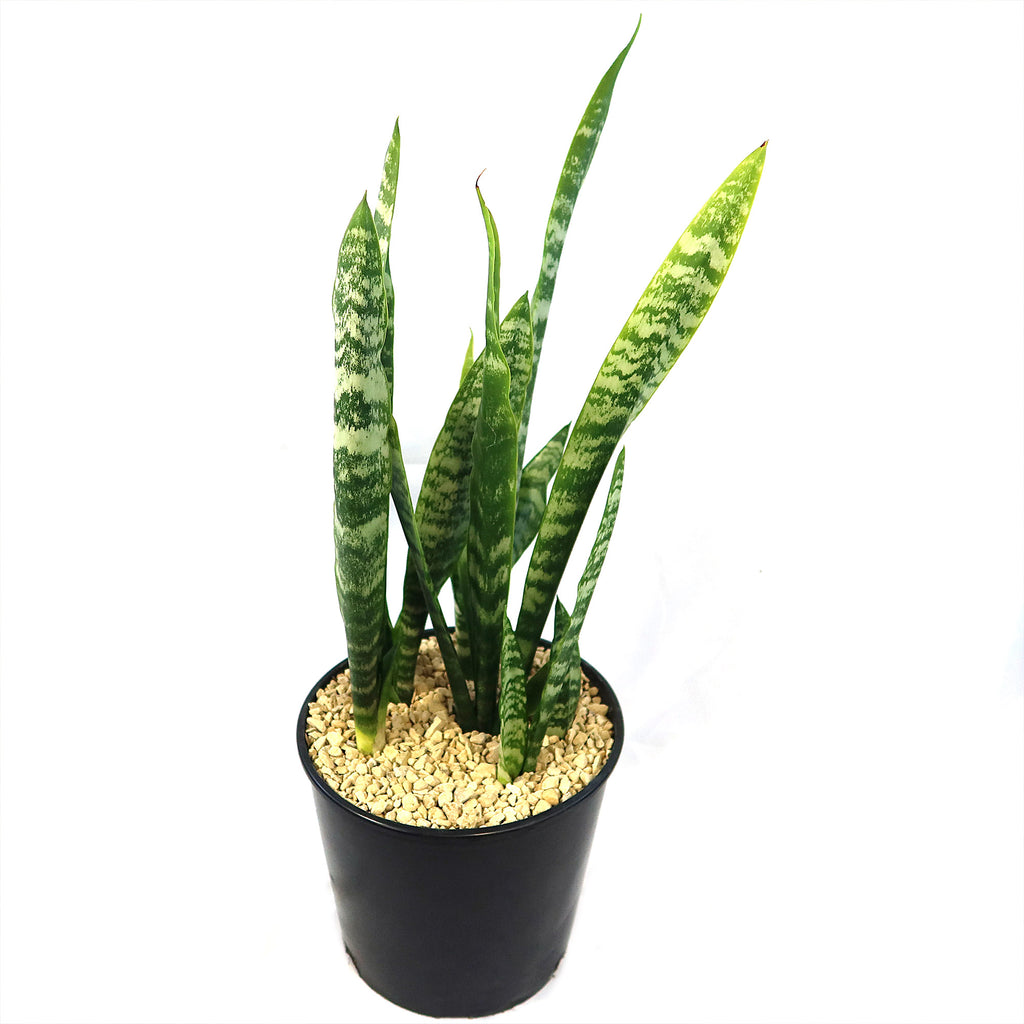 Zeylanica Snake Plant &