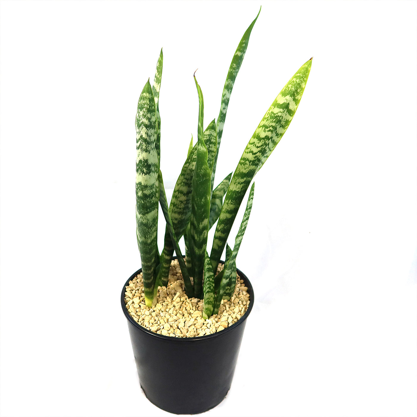 Zeylanica Snake Plant 'Sansevieria zeylanica'