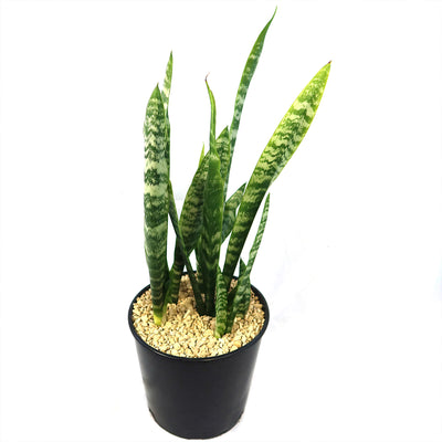 Zeylanica Snake Plant 'Sansevieria zeylanica'