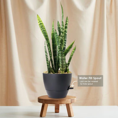 Zeylanica Snake Plant 'Sansevieria zeylanica'