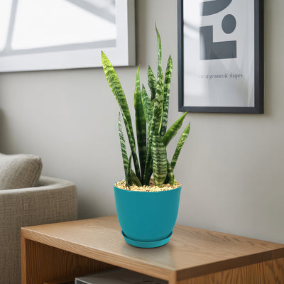 Zeylanica Snake Plant 'Sansevieria zeylanica'