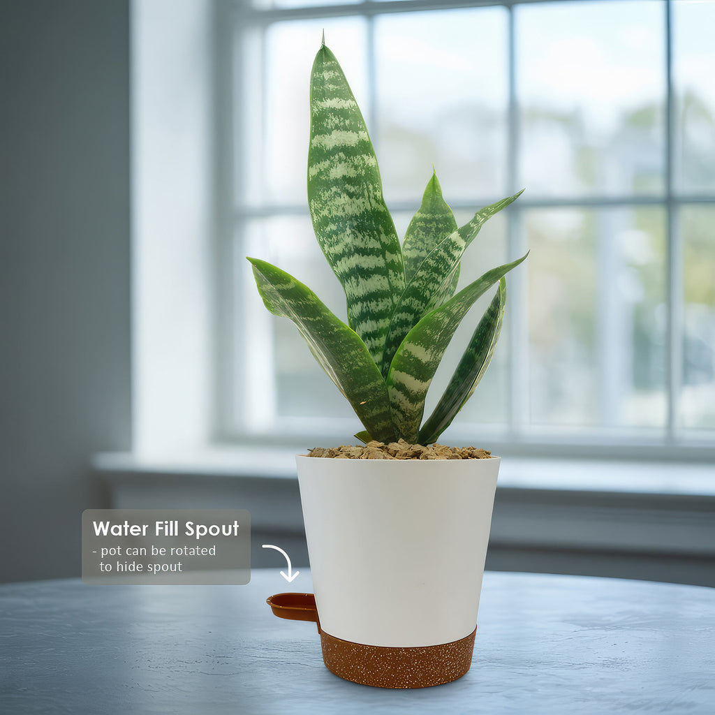 Zeylanica Snake Plant &